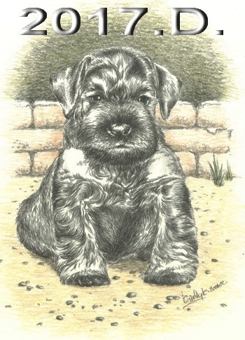 Schnauzer - 2017.D - 38