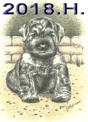 Schnauzer - 2018.H. - 34