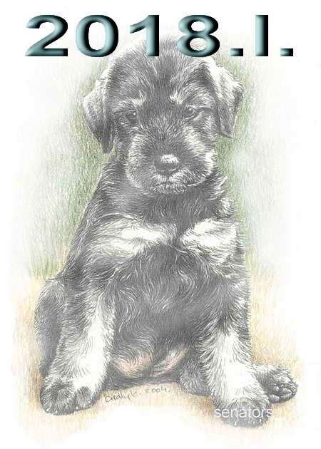 Schnauzer - 2018. I. - 33