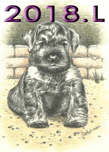 Schnauzer - 2018.L. - 30