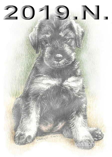 Schnauzer - 2019.N - 29