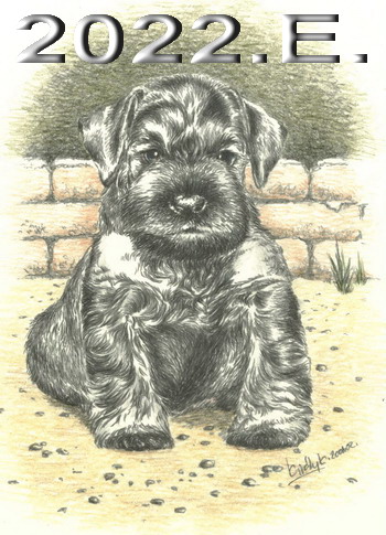 Schnauzer - 2022.E - 12