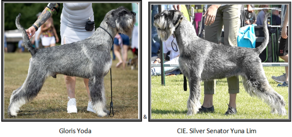 Schnauzer - Puppies for sale �ri�s n�vend�k szuka 0