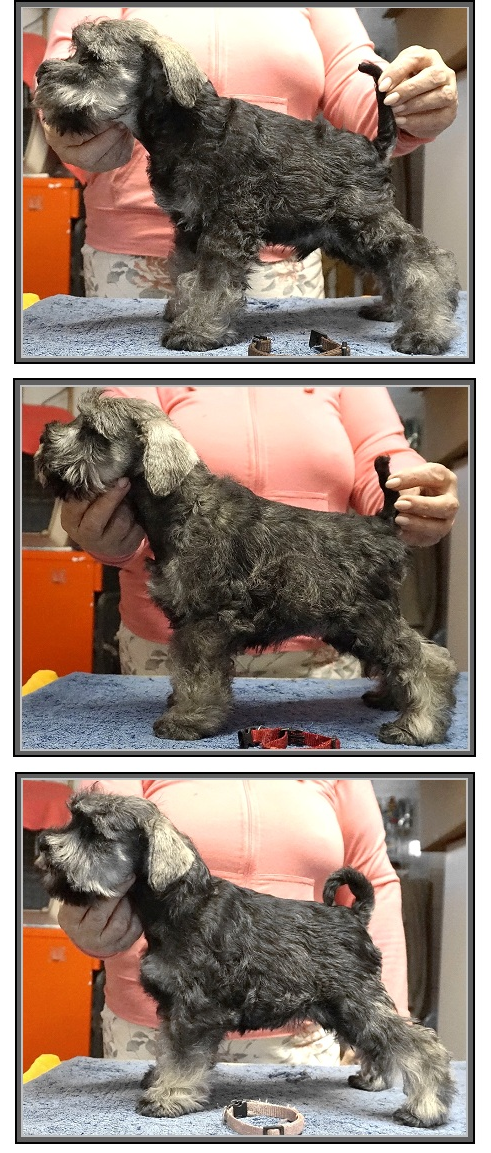 Schnauzer - Previous litters 2025.S. 0