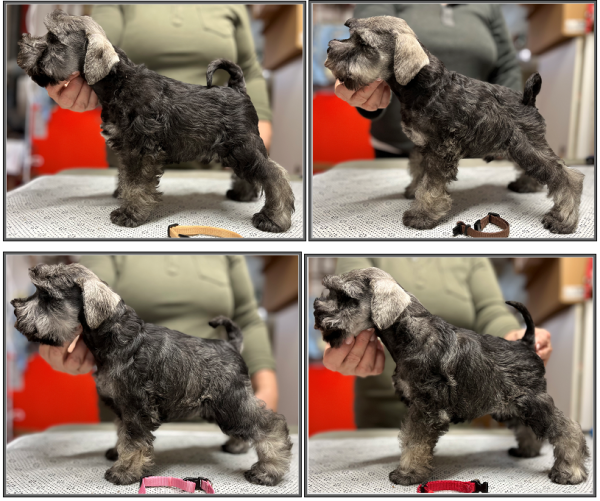 Schnauzer - Previous litters 2025.S. 0