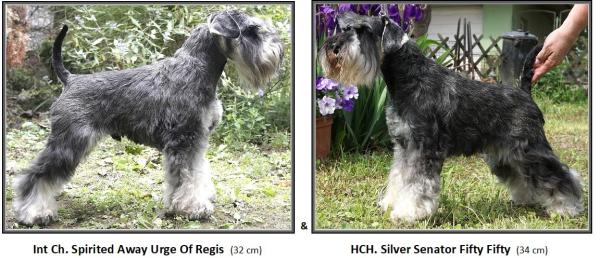 Schnauzer - Previous litters 2025.S. 0