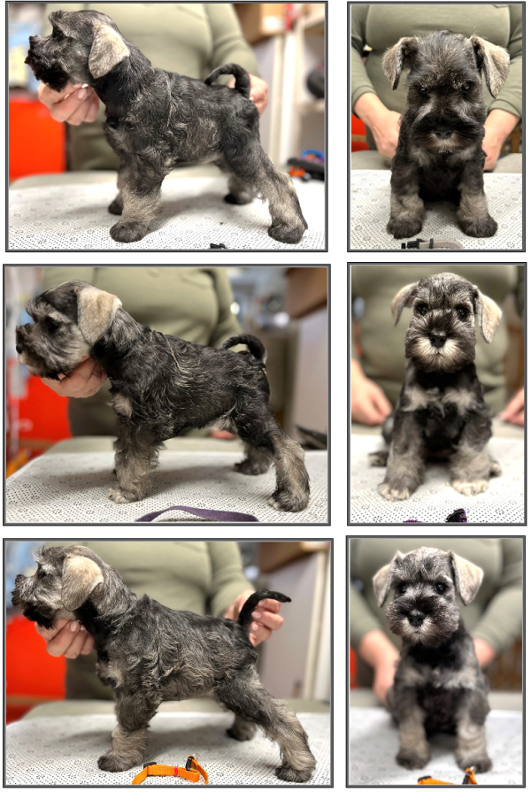 Schnauzer - Previous litters 2025.T. 0