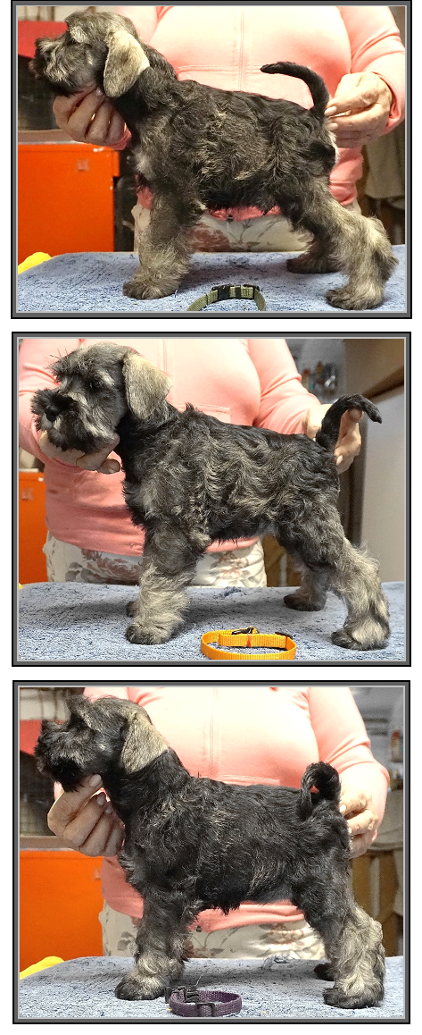 Schnauzer - Previous litters 2025.T. 0