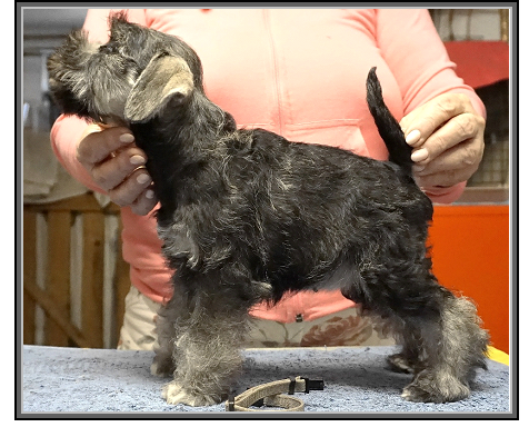 Schnauzer - Previous litters 2025.T. 0