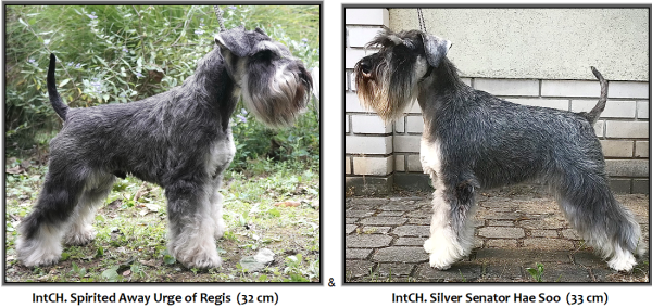 Schnauzer - Puppies for sale 2026.V. 0