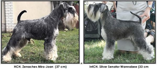 Schnauzer - Puppies for sale 2026.X. 0
