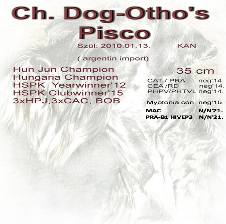 Schnauzer - Törpe Schnauzer kanok HCH.Dog-Otho's Pisco (Arg.imp) 0