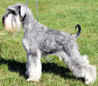 Schnauzer - Ch.Silver Senator Shao Mei - 13