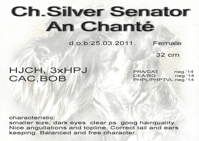 Schnauzer - Mini Schnauzer females Ch.Silver Senator An Chanté 0