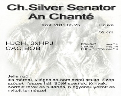 Schnauzer - Törpe Schnauzer Szukák Ch.Silver Senator An Chanté 0