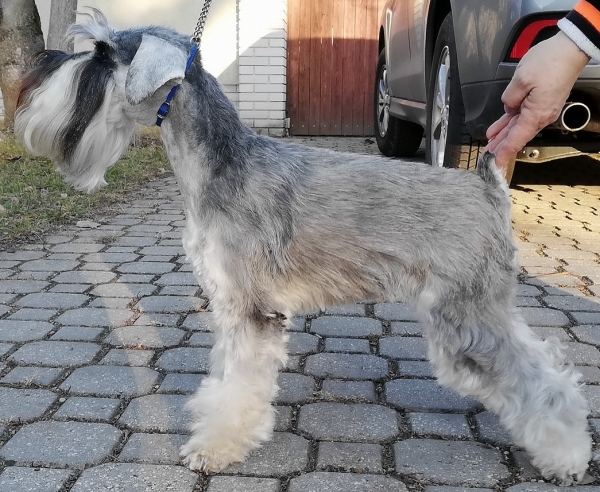 Schnauzer - CH.Silver Senator Zin-Jang - 14