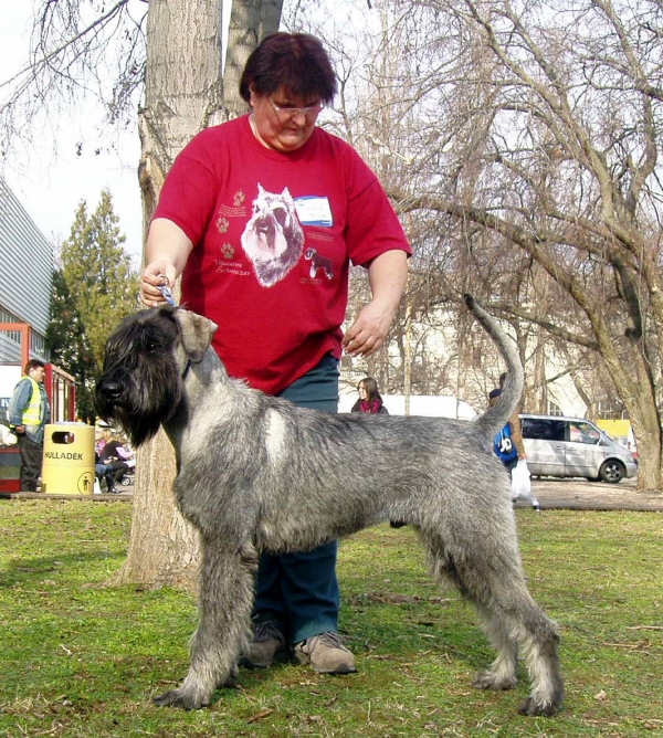 Schnauzer - Silver Senator Hugo Boss - 12