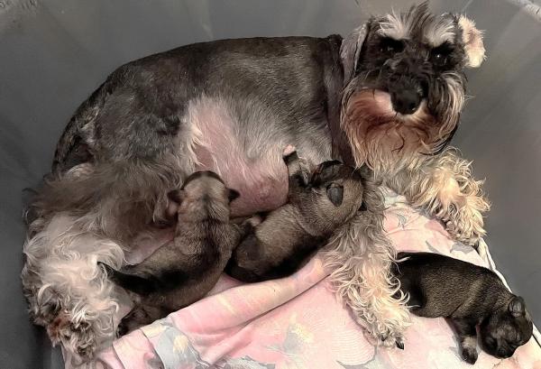 Schnauzer - Puppies for sale 2026.X. 0
