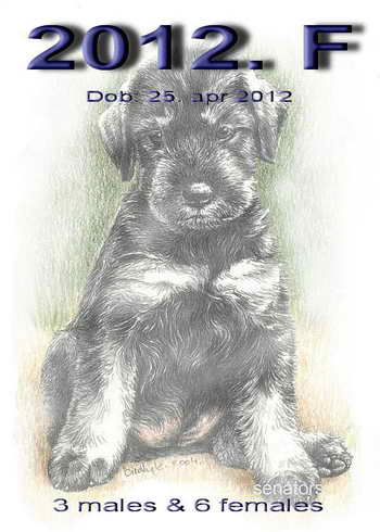Schnauzer - 2012.F - 58