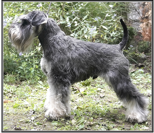 Schnauzer - Int.CH.Spirited Away Urge Of Regis (Pol imp.) - 8