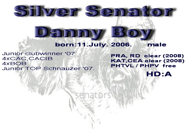 Schnauzer - Archive Silver Senator Danny Boy 0