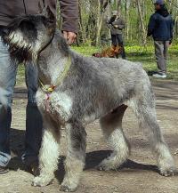 Schnauzer - Silver Senator Danny Boy - 7