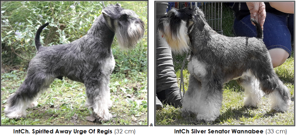 Schnauzer - Previous litters 2025.T. 0
