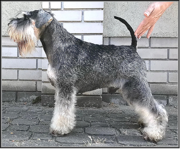 Schnauzer - Int.Ch.Sasvri Fu Manchu - 7