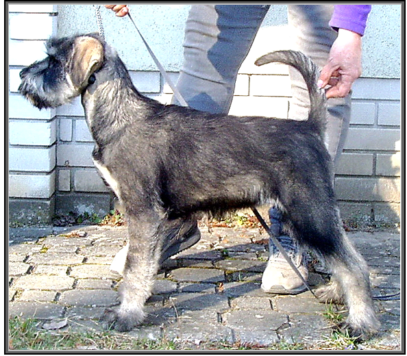 Schnauzer - ris schnauzer kiskutyk