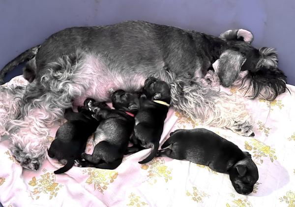 Schnauzer - Previous litters 2025.S. 0