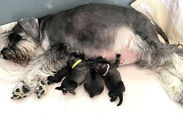 Schnauzer - Previous litters 2025.T. 0