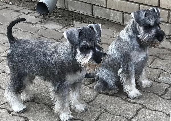 Schnauzer - Puppies for sale 2020.U 0