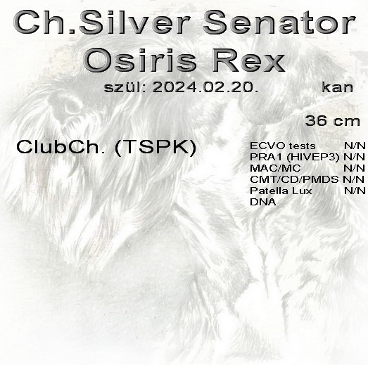 Schnauzer - T�rpe Schnauzer kanok Ch.Silver Senator Osiris Rex 0