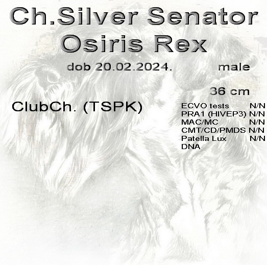 Schnauzer - Mini Schnauzer males Ch.Silver Senator Osiris Rex 0