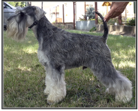 Schnauzer - Ch.Silver Senator Osiris Rex - 9