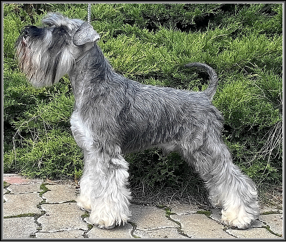 Schnauzer - Int.Ch.Silver Rainbow Olaf Ber   (Rus imp) - 1