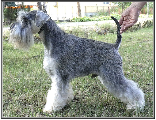 Schnauzer - Mini Schnauzer males Ch.Silver Senator Osiris Rex 0