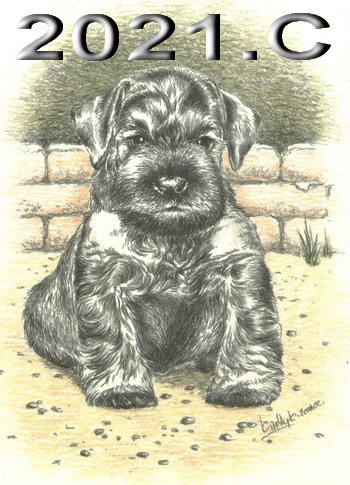 Schnauzer - 2021.C - 14