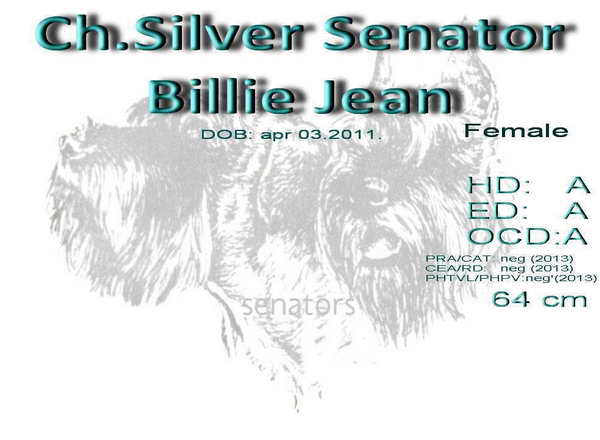 Schnauzer - Giant Schnauzer Females CH.Silver Senator Billie Jean 0