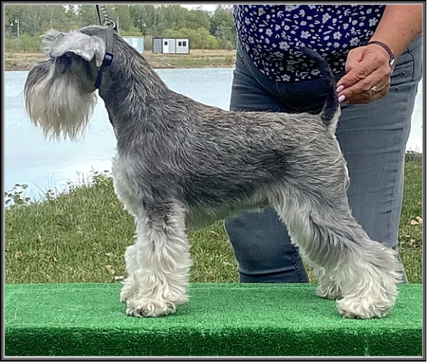 Schnauzer - Int.Ch. Silver Senator Reggae Rose - 11