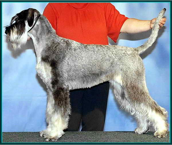 Schnauzer - Óriás Schnauzer Szukák IntCH.WCh.Siver Senator Rhea 0