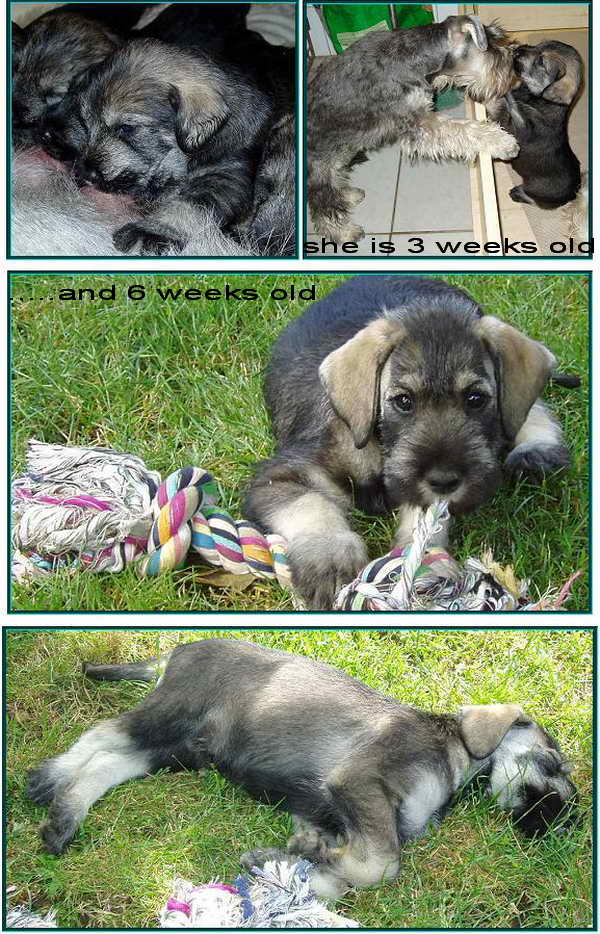 Schnauzer - Óriás Schnauzer Szukák IntCH.WCh.Siver Senator Rhea 0