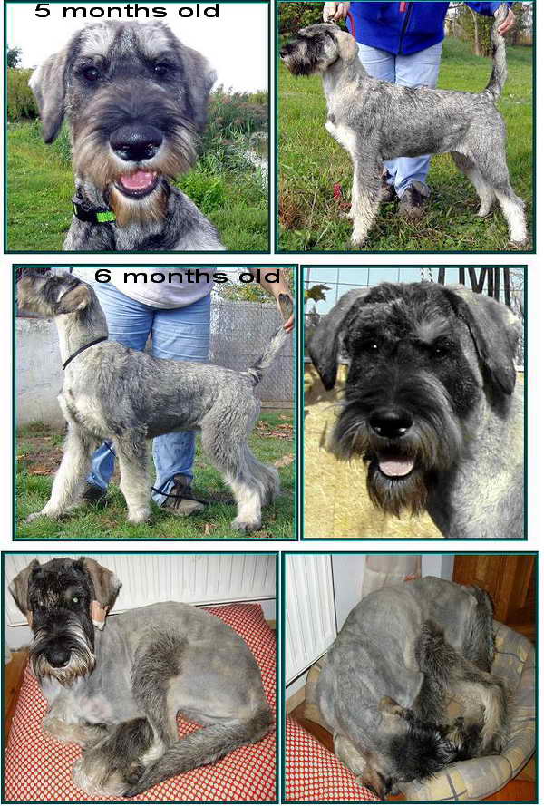 Schnauzer - Óriás Schnauzer Szukák IntCH.WCh.Siver Senator Rhea 0