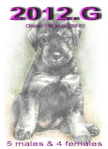 Schnauzer - 2012.G - 55