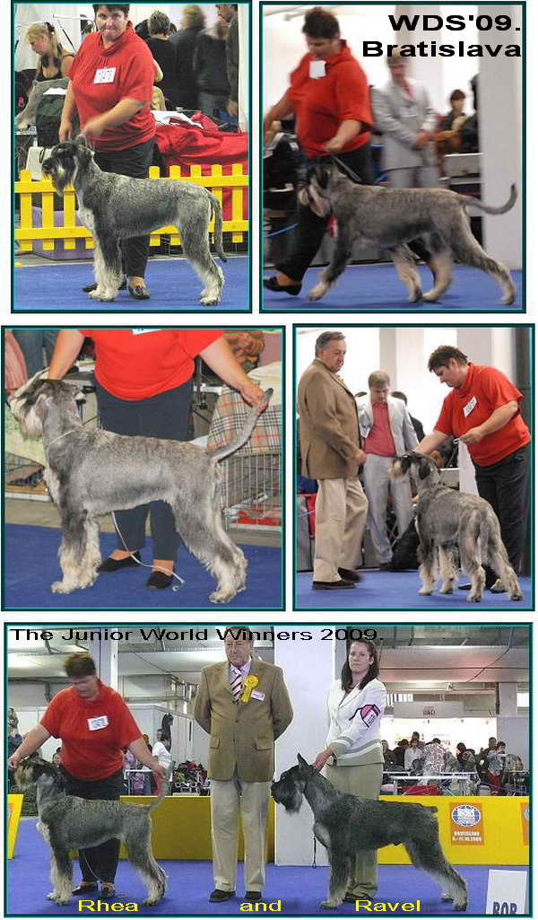 Schnauzer - Óriás Schnauzer Szukák IntCH.WCh.Siver Senator Rhea 0