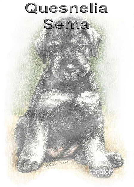 Schnauzer - �ri�s n�vend�k szuka - 1