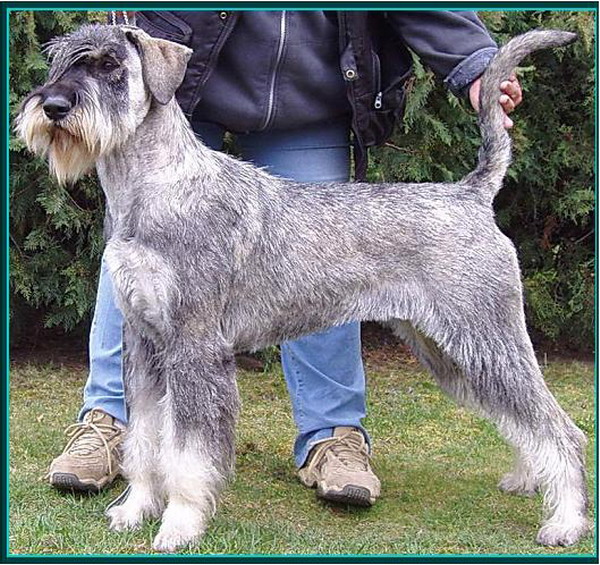 Schnauzer - HJCH. Silver Senator Quanasta - 4