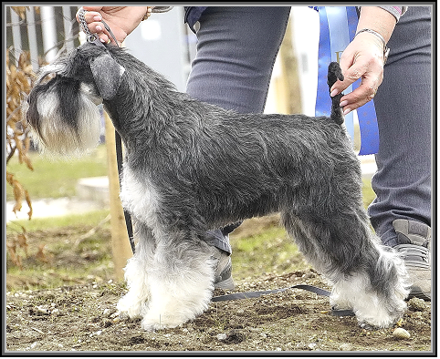 Schnauzer - Int.Ch.Silver Senator Wannabee - 14