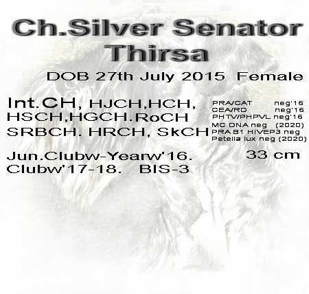 Schnauzer - Mini Schnauzer females Int.MultiCh. Silver Senator Thirsa 0