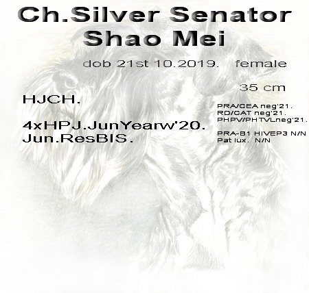 Schnauzer - Mini Schnauzer females Ch.Silver Senator Shao Mei 0
